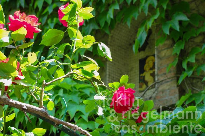 Image No.15-9 Bed Country House for sale