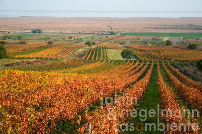 Image No.4-Vineyard for sale