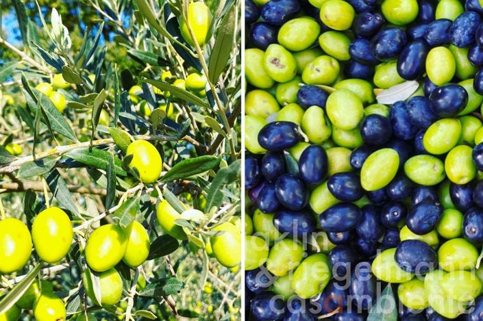 Image No.60-10 Bed Country House for sale