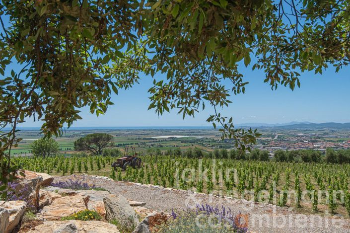 Image No.21-Châteaux de 19 chambres à vendre à Livorno