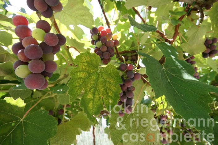 Image No.1-Farmhouse for sale