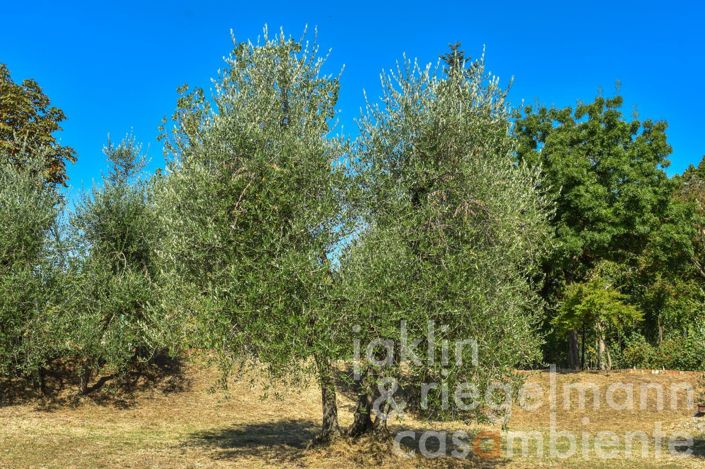 Image No.39-7 Bed Villa for sale