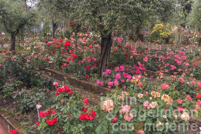 Image No.4-7 Bed Villa for sale