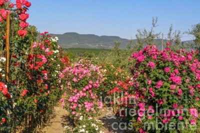 69b4498b52246m3662115