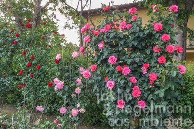 69b44995e9c57m3662120