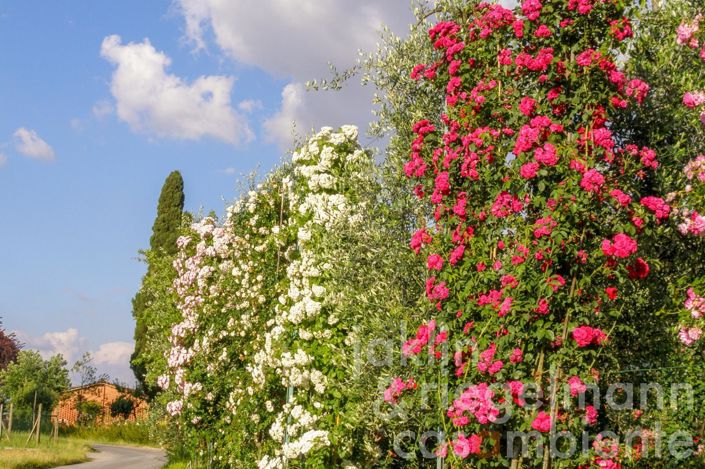 Image No.9-7 Bed Villa for sale