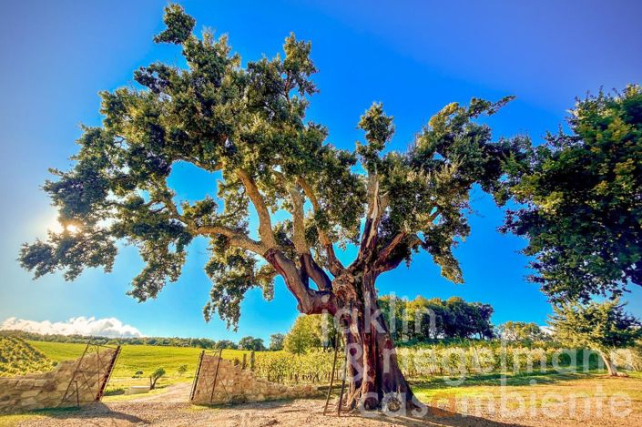 Image No.14-3 Bed Country House for sale