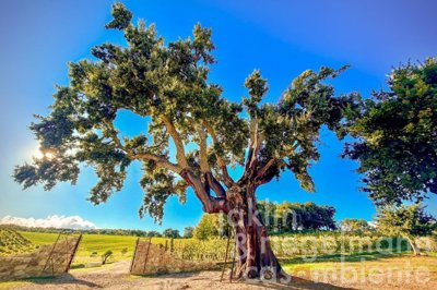 69c2b5291affem367018