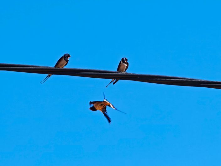 Image No.40-Villa de 5 chambres à vendre à Algeciras