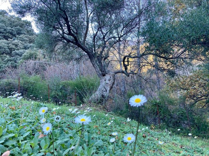 Image No.15-3 Bed Property for sale