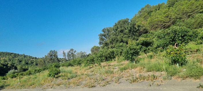 Image No.40-Propriété de 10 chambres à vendre à Gaucin