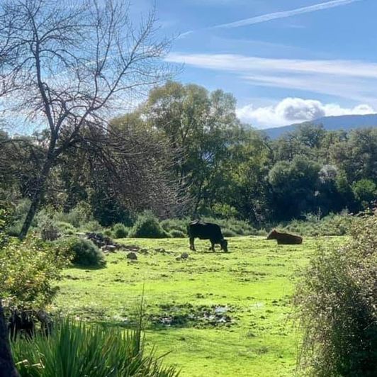 Image No.32-Maison de village de 2 chambres à vendre à Cortes de la Frontera