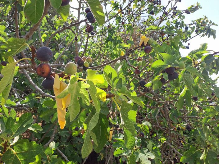 Image No.5-5 Bed Country House for sale