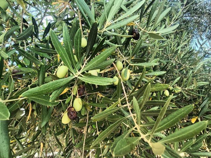 Image No.23-2 Bed Country House for sale