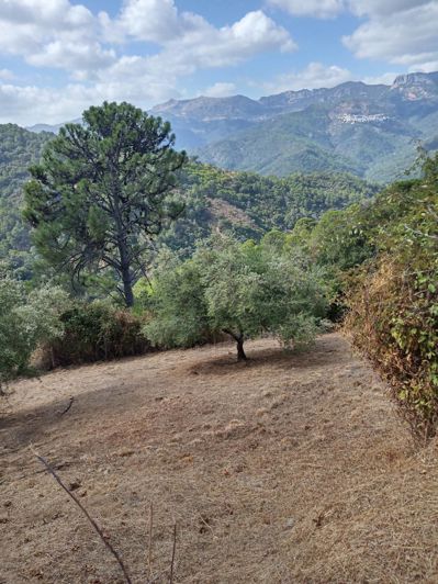 Image No.13-Finca de 2 chambres à vendre à Jubrique
