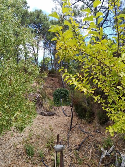 Image No.18-Finca de 2 chambres à vendre à Jubrique