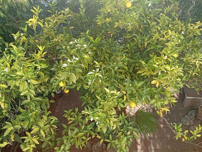 Image No.32-Maison de village de 4 chambres à vendre à Malaga