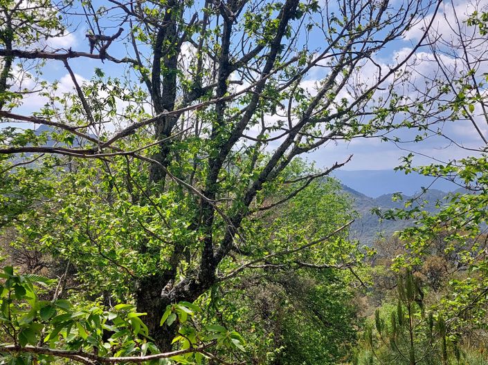 Image No.16-Plot for sale