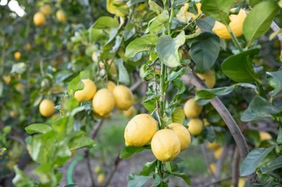 lytwrr9kadjmmrviamh8ak84dsjpnhs9