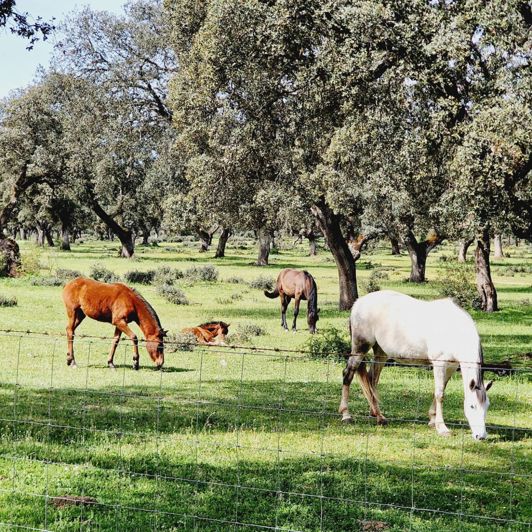 Image No.24-10 Bed Property for sale