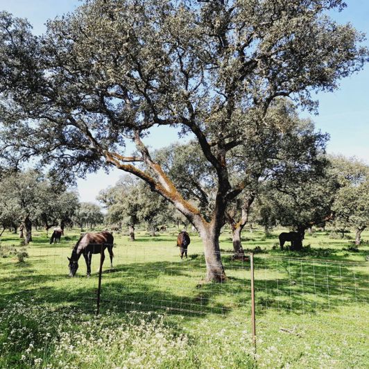 Image No.8-10 Bed Property for sale