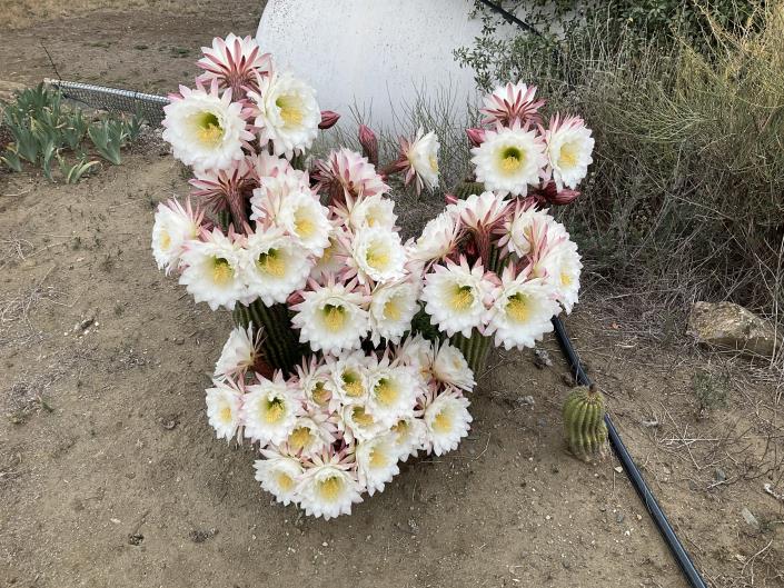 Image No.42-3 Bed Country Property for sale