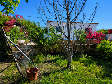a-well-tended-green-garden-with-a-young-tree-
