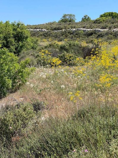 Image No.2-Propriété à vendre à Chypre