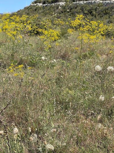 Image No.4-Propriété à vendre à Chypre