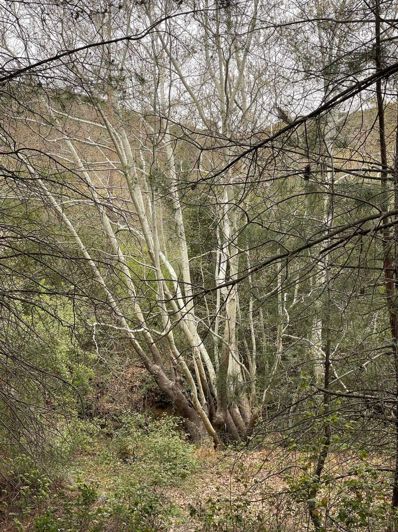 Image No.3-Property for sale