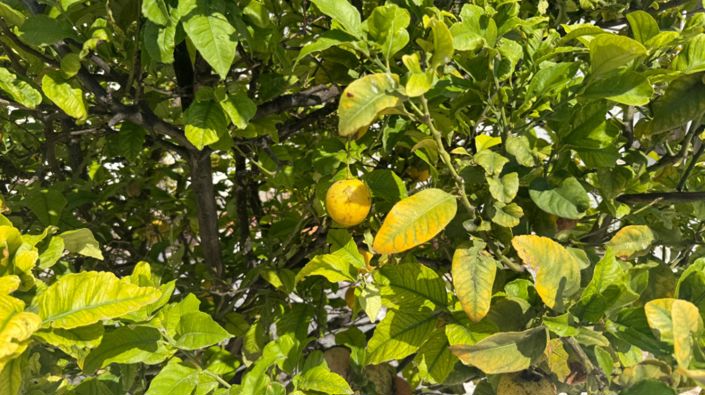 Image No.4-Propriété de 3 chambres à vendre à Torrevieja