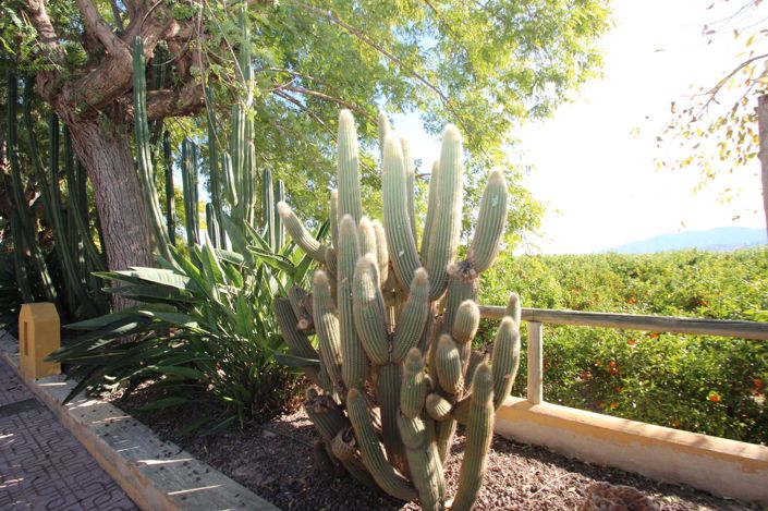 Image No.38-Finca de 6 chambres à vendre à Condado de Alhama