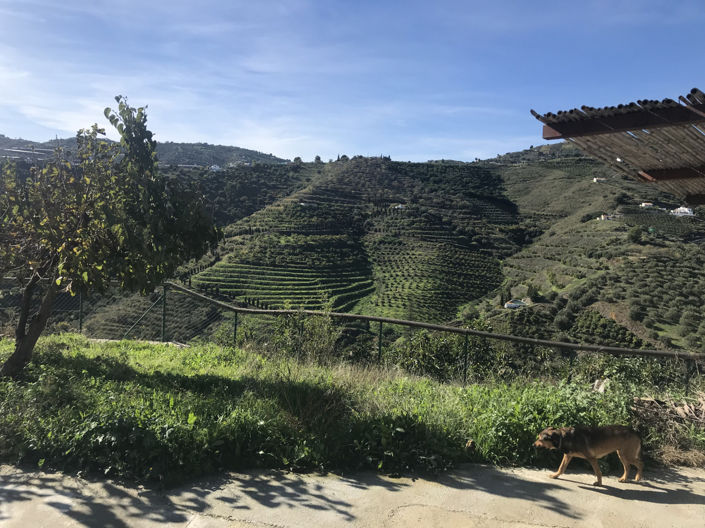 Image No.16-Propriété de 2 chambres à vendre à Frigiliana