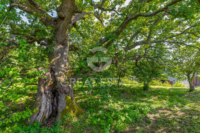 Image No.22-5 Bed Country House for sale