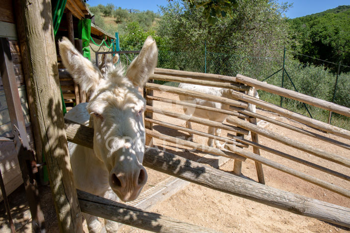 Image No.38-6 Bed Country House for sale