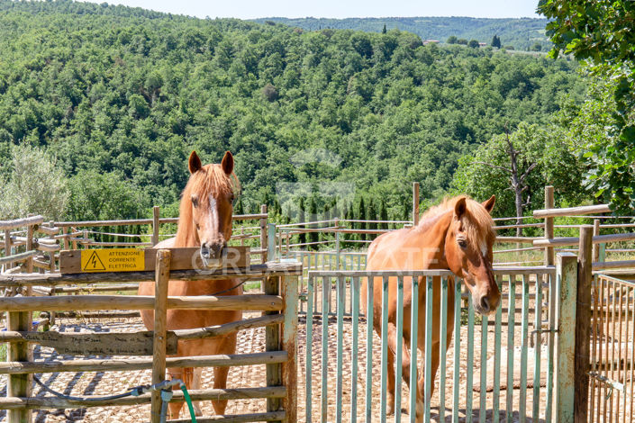 Image No.40-6 Bed Country House for sale
