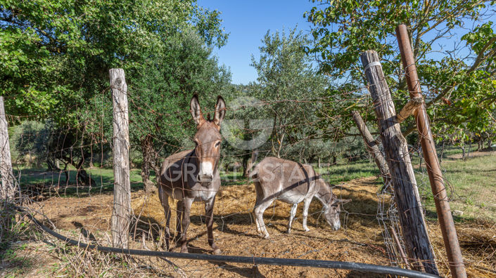 Image No.18-13 Bed Country House for sale