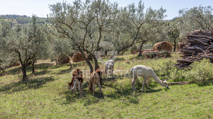 Image No.22-13 Bed Country House for sale