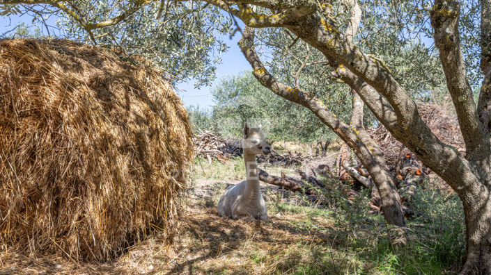 Image No.23-13 Bed Country House for sale