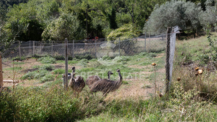 Image No.25-13 Bed Country House for sale