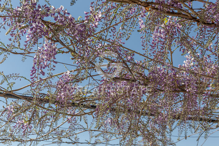 Image No.46-3 Bed Country House for sale