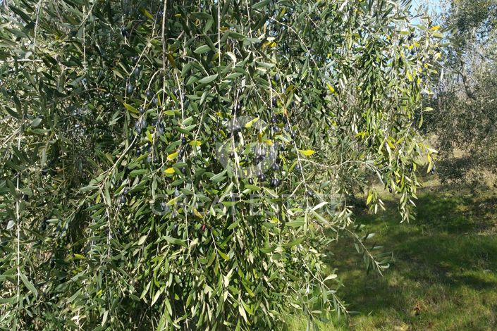 Image No.55-6 Bed Villa for sale