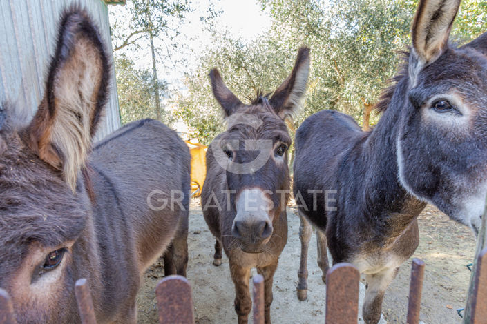 Image No.38-4 Bed Country House for sale