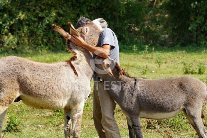 Image No.24-9 Bed Country House for sale