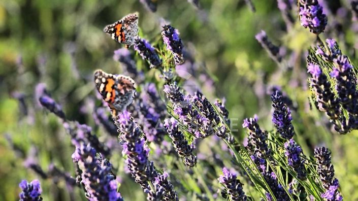 Image No.42-3 Bed Country House for sale