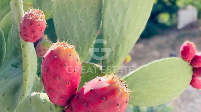 Image No.44-3 Bed Country House for sale