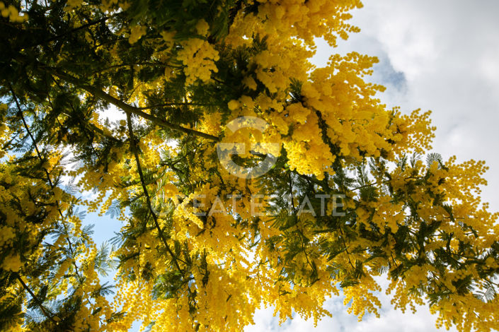 Image No.41-12 Bed Country House for sale