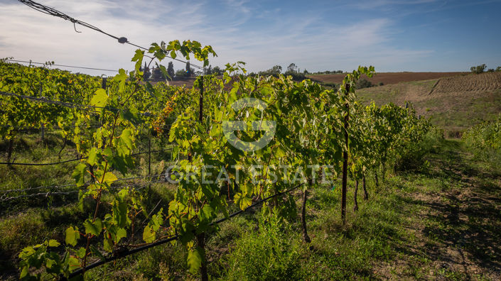 Image No.25-6 Bed Vineyard for sale