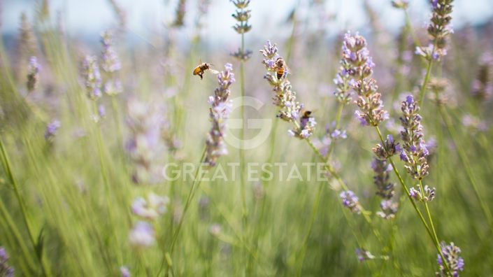 Image No.27-1 Bed Country House for sale