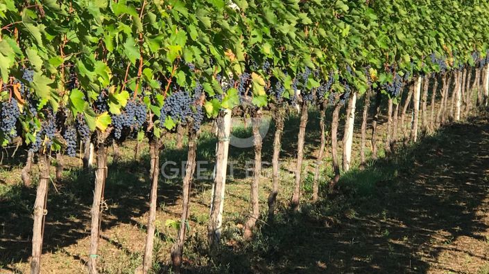 Image No.48-4 Bed Country House for sale